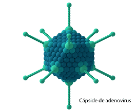 capside-virus