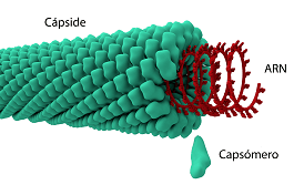 composicion-capside