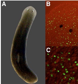 planaria-celulas-madre