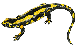 salamandra